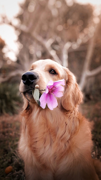 freshly cleaned dog with a flower in its mouth