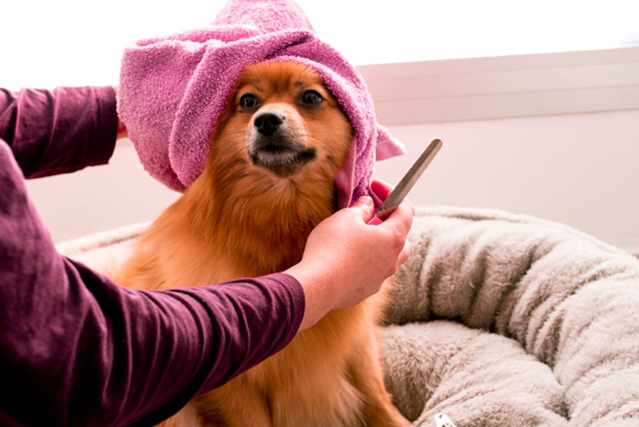 dog with a towel wrapped around its head