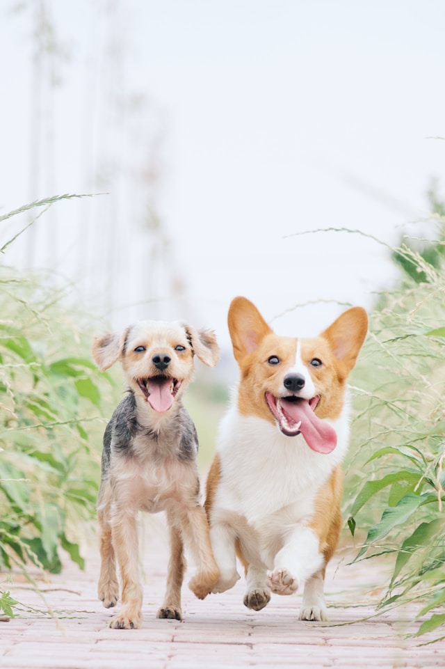freshly cleaned dogs playing happily